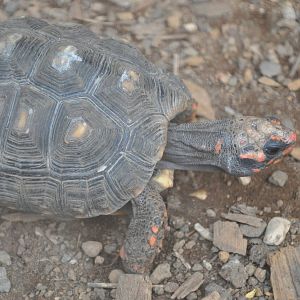 South American red-footed tortoise/ Chelonoidis carbonaria