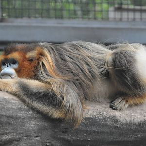 Chinese snub-nosed monkey/ Rhinopithecus roxellana