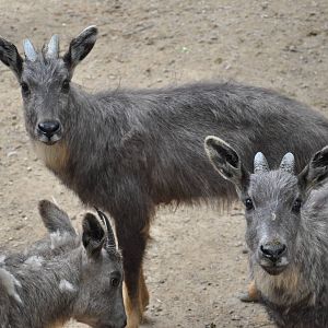 Chinese goral/ Naemorhedus griseus arnouxianus