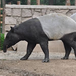 Malayan tapir/ Tapirus indicus