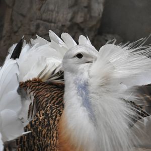 Great bustard/ Otis tarda dybowskii