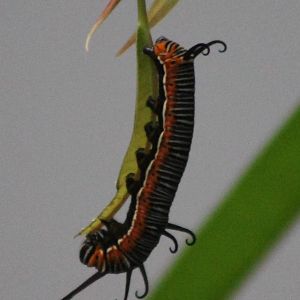 baby butterfly ( ID?)