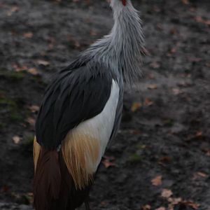 crowned crane