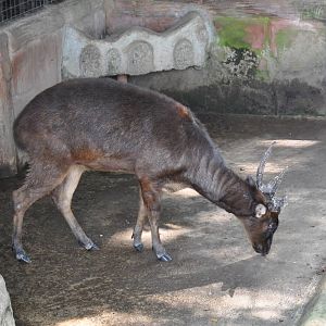 Philippine brown deer/ Rusa marianna