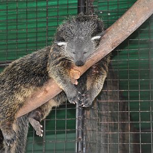 Palawan binturong/ Arctictis binturong whitei
