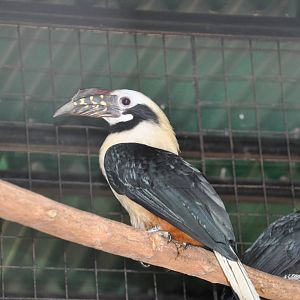 Tarictic hornbill/ Penelopides panini samarensis