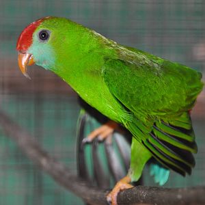 Philippine hanging parrot/ Loriculus philippensis camiguinensis