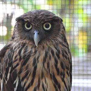 Philippine eagle owl/ Bubo philippensis mindanensis