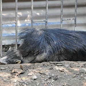 Negros Island warty pig/ Sus cebifrons negrinus