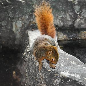 Southern Palawan tree squirrel/ Sundasciurus steerii