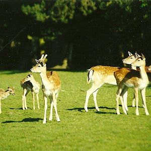 Fallow Deer 10th July 1999