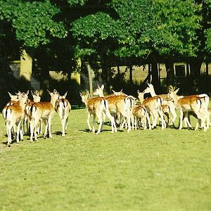 Fallow Deer 10th July 1999