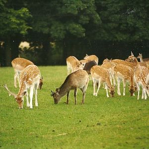 Fallow Deer and Mr Smith 14th August 1999