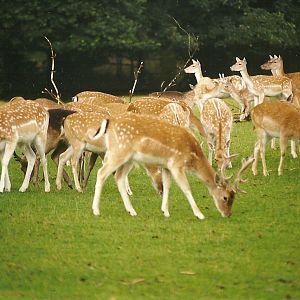 Fallow Deer 14th August 1999