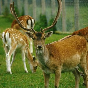 Fallow Deer 14th August 1999