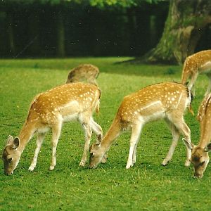 Fallow Deer 14th August 1999