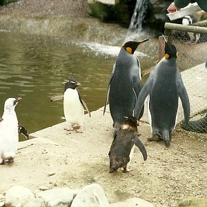Hillside Ornamental Fowl, Mobberley 8th May 1996