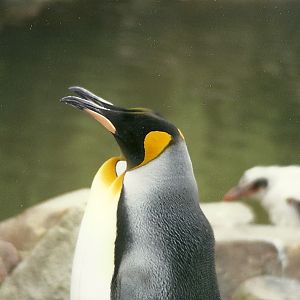 Hillside Ornamental Fowl, Mobberley 8th May 1996