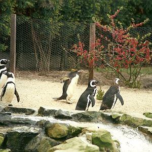 Hillside Ornamental Fowl, Mobberley 8th May 1996