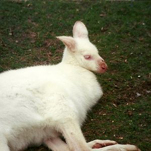 Hillside Ornamental Fowl, Mobberley 8th May 1996