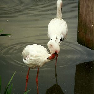 Hillside Ornamental Fowl, Mobberley 8th May 1996