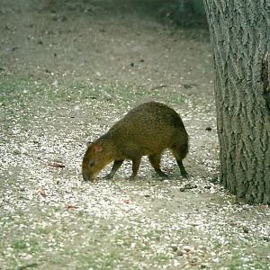 Hillside Ornamental Fowl, Mobberley 8th May 1996
