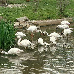 Hillside Ornamental Fowl, Mobberley 8th May 1996