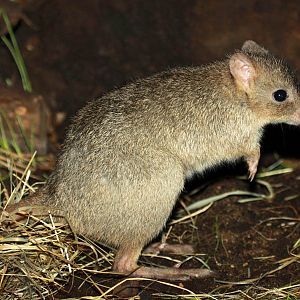Woylie (Bettongia penicillata ogilbyi)