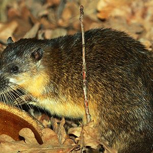 Rakali (Hydromys chrysogaster)