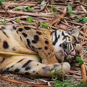 542736_616848791664597_607006861_n