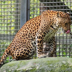 lepard