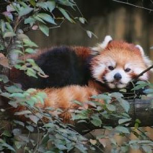 red panda