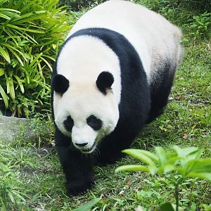 giant panda