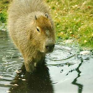 Capybara 30th October 1997