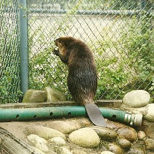 Beaver 30th October 1997