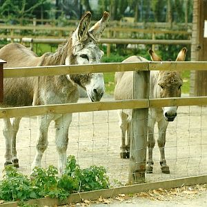 Donkey pen 30th October 1997