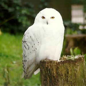 Snowy Owl 30th October 1997
