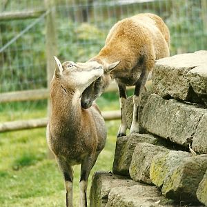 Mouflon 30th October 1997