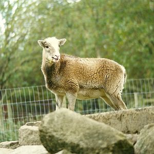 Mouflon 30th October 1997