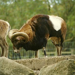 Mouflon 30th October 1997