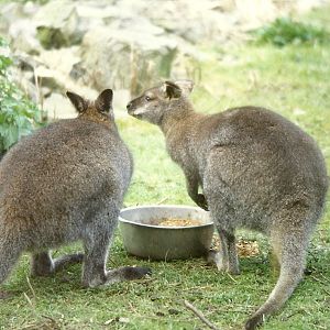 Wallabies 30th October 1997