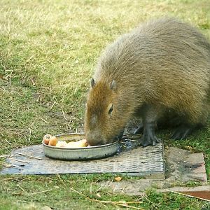 Capybara 30th October 1997