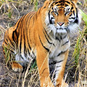 Sumatran tiger; London Zoo; 21st March 2013