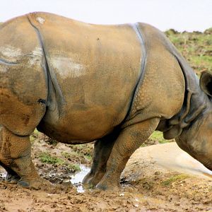 Indian rhinoceros; Whipsnade; 9th March 2013