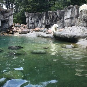 Aalborg Zoo - Polar Bear Exhibit