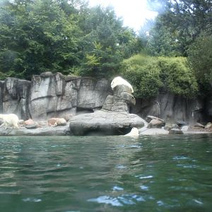 Aalborg Zoo - Polar Bear Exhibit