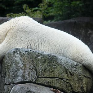 Aalborg Zoo - Polar Bear Exhibit