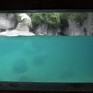 Aalborg Zoo - Polar Bear Exhibit