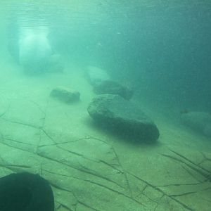 Aalborg Zoo - Polar Bear Exhibit