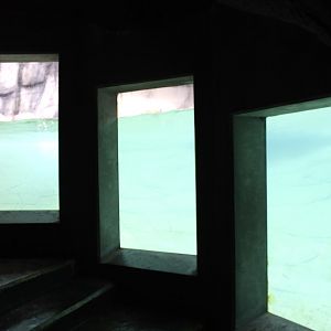 Aalborg Zoo - Polar Bear Exhibit